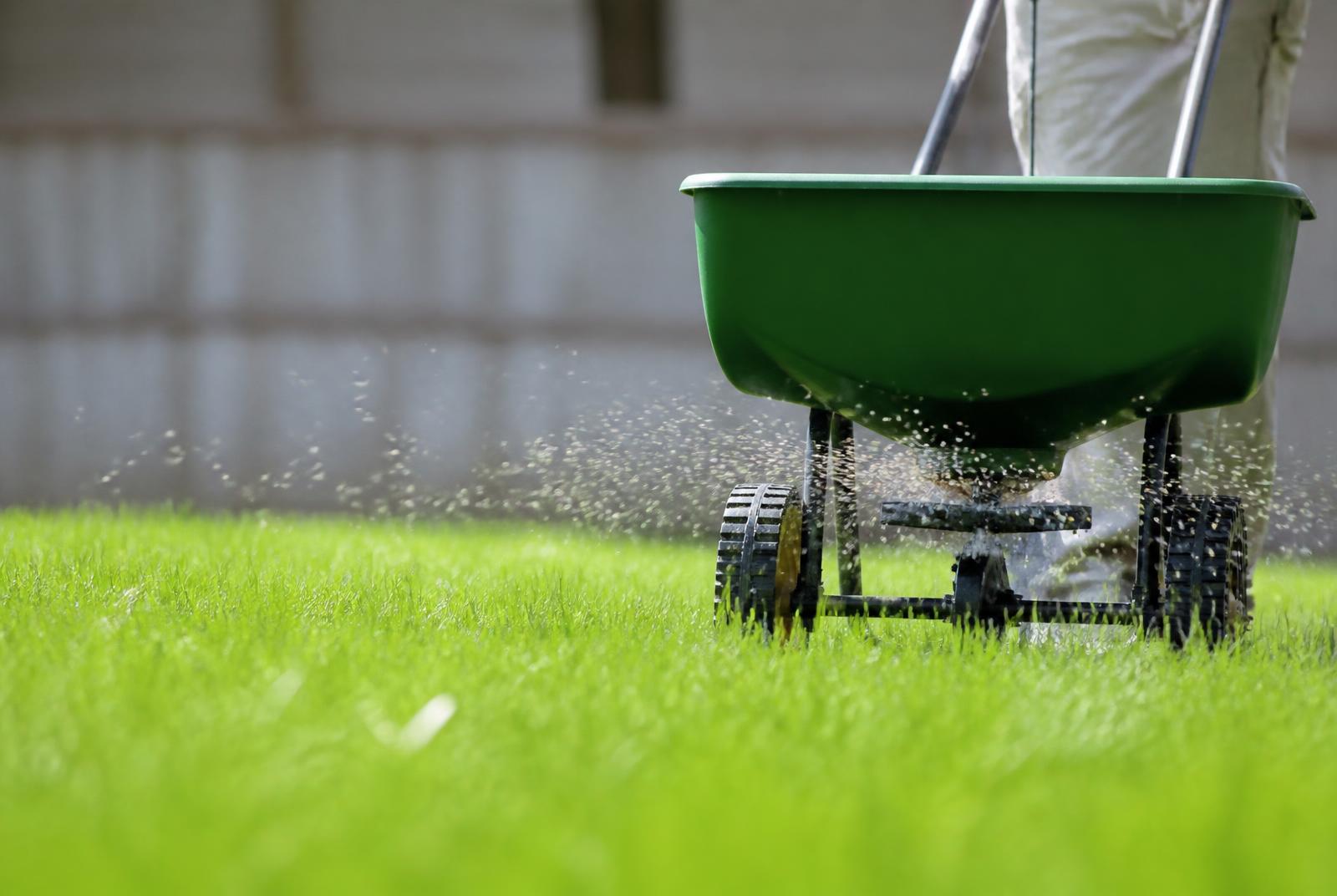 Broadcast spreader applying granular fertilizer across a healthy green lawn