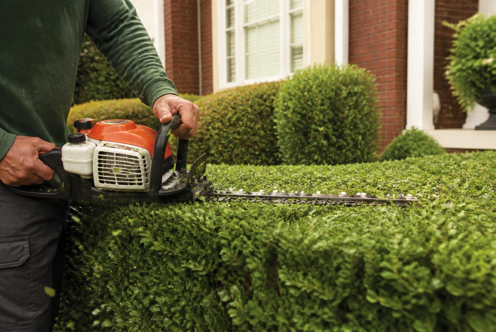 Landscaper shaping a green boxwood hedge with a gas hedge trimmer