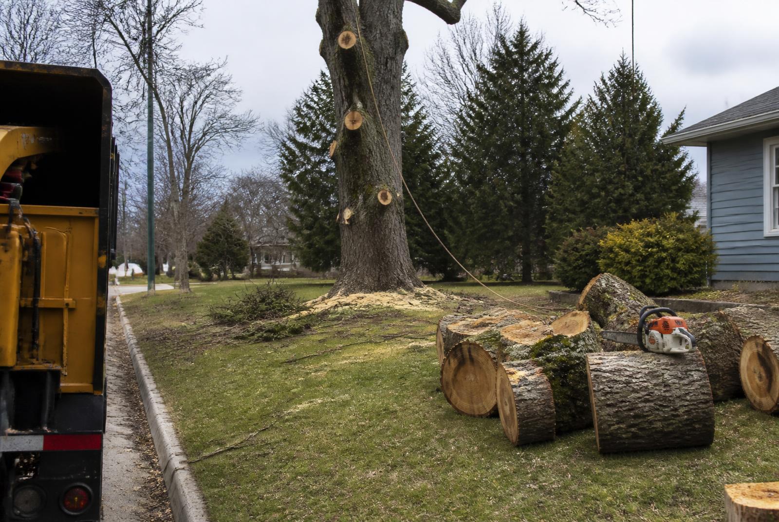 Tree removal underway in a Michigan front yard with trunk rounds on the lawn